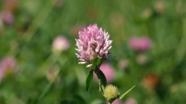 Güneşli bir günde çayırdaki mor kır çiçeğinin videosu. 