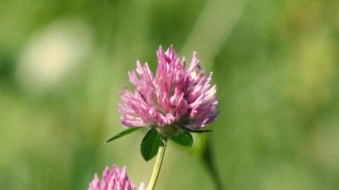 Vahşi çiçeklerin ve arıların onu döllediği video.,