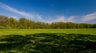 Güneşli bir günde çayırdaki ve ormandaki gölgeler. Panoramik. Bahar sezonu. Ukrayna. Avrupa.
