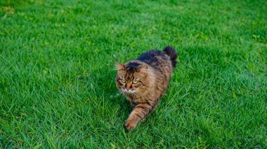Güneşli ev bahçesinde yeşil çimlerde yürüyen bir kedi. Bahar sezonu. Ukrayna. Avrupa. Web afişi. Panoramik.