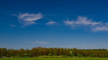 Çayır ve yaprak döken orman, çiçek açan siyah dikenli çalılarla kaplıdır. Bahar sezonu. Web afişi. Ukrayna. Avrupa.