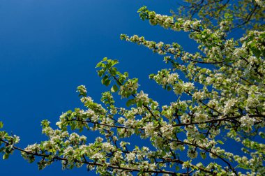 Elma ağacının çiçek açan dalları mavi gökyüzüne karşı. Bahar sezonu. Ukrayna. Avrupa.