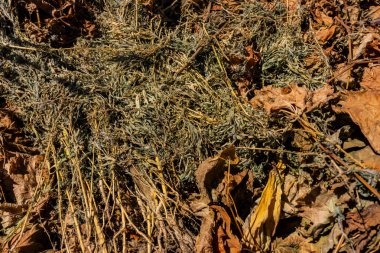 Güneşli bir günde bahçede kurumuş yaprak ve bitkilerin yüzeyi. Sonbahar sezonu. Şehir çevresi. Koruyun. Web afişi. Tasarım için.