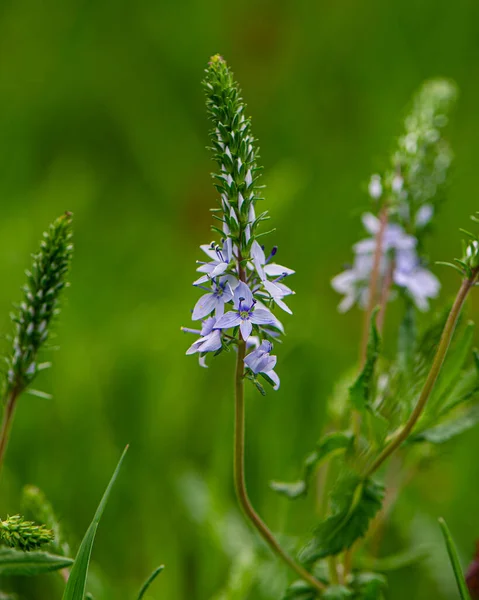 Flowering Plant Veronica Meadow Spring Season — Stock Photo, Image