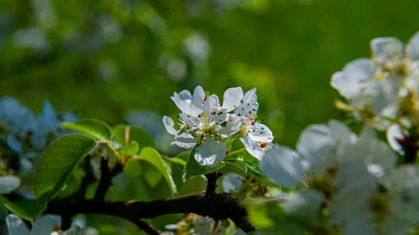 Kvetoucí Květiny Větvi Hrušní Webový Prapor Jarní Sezóna Ukrajina Evropa — Stock fotografie