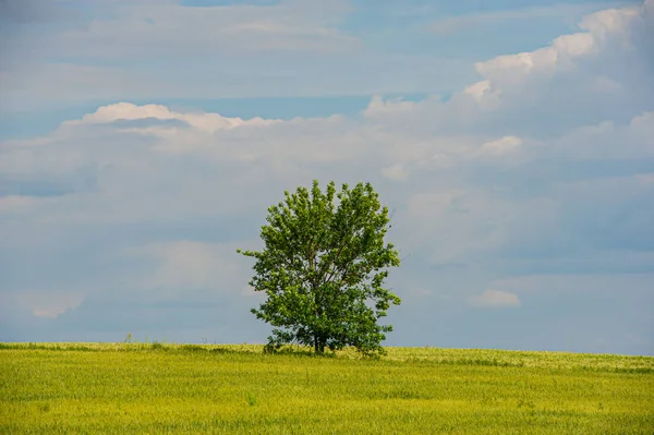 Één Boom Een Bloeiend Landbouwveld Tegen Blauwe Lucht Voorjaarsseizoen Oekraïne — Stockfoto