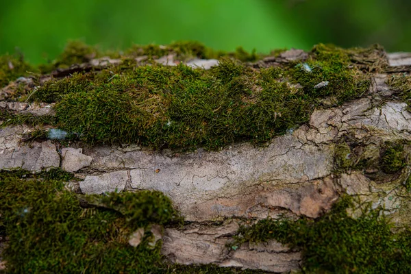 Alte Baumrinde Bedeckt Mit Moos Auf Grünem Grund Frühlingszeit — Stockfoto