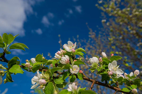 Větve Kvetoucími Květy Jabloně Proti Modré Obloze Jarní Sezóna Ukrajina — Stock fotografie
