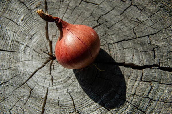 Bulbos Cebolla Madura Encuentran Una Superficie Madera Día Soleado Temporada — Foto de Stock