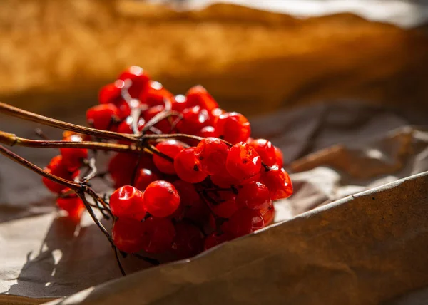 Vörös Viburnum Bogyók Csoportjai Napfényben Asztal Felszínén Téli Szezon — Stock Fotó