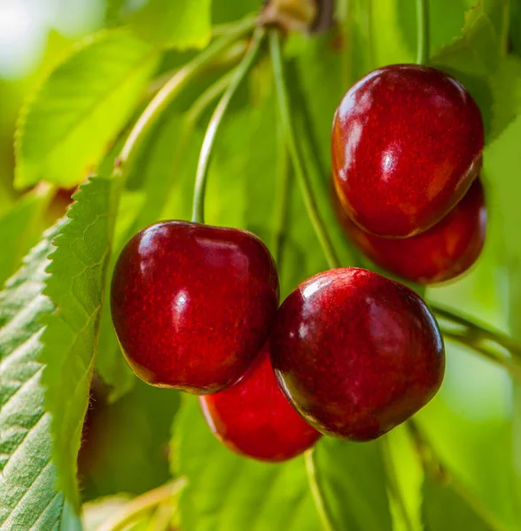 Reife Rote Kirsche Und Grünes Laub Des Baumes Lebensmittelzutat lizenzfreie Stockfotos