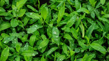 Genç yeşil menekşe yaprakları yağmur damlalarıyla kaplı. Mayıs 'ta bahar sezonu. Web pankartı.