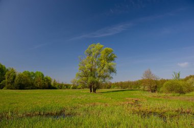 Tomurcuklanan yeşil yapraklı ağaçlar, çayırlar, manzara. Kırsalda bahar mevsimi.