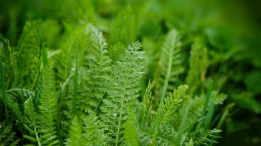 Taze bitkilerin yeşil yaprakları. Web afişi. Bahar mevsimi.