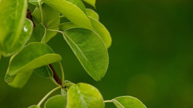 Bulanık armut ağacının yeşil yaprakları. Web afişi. Bahar mevsimi.