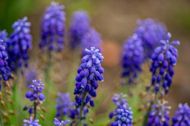 Bahçede mor çiçek açan fare sümbülü. Bahar mevsimi.