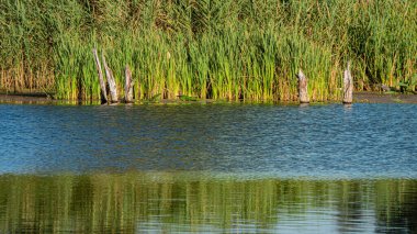 Güneşli bir günde nehir dalgalarının yüzeyi ve sazlıkların arka planında pürüzsüz bir yüzey. Bahar sezonu. Web pankartı.