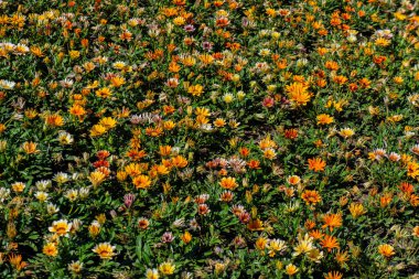 Güneşli bir günde çiçek tarhında dekoratif çiçekler. Yaz mevsimi, Temmuz.