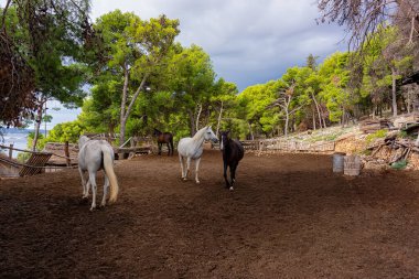 Çam ormanındaki at çiftliği. Sonbahar sezonu. Web pankartı.