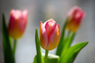 Güneşli bir günde üç lale arka planı bulanıklaştırıyor. Bahar sezonu. Web pankartı.