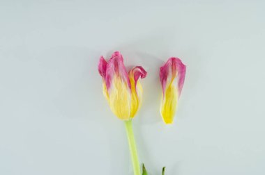 Arka planda solmuş pembe lale, yakın plan. Kapak.