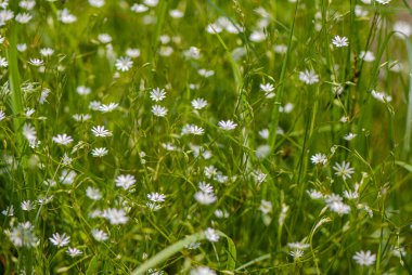 Beyaz çiçekler ve çayırdaki yeşil çimenler. Bahar mevsimi, Mayıs. Web afişi. Tasarım için.