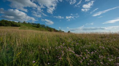Akşamları yamaçtaki çayırlarda farklı otlar kırsal alanlarda manzaralar. Yaz sezonu, Haziran. Ukrayna. Avrupa. Web pankartı. 