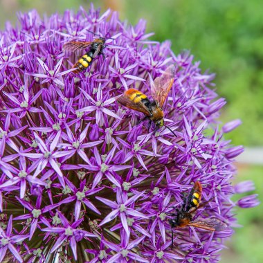 Eşek arıları bahçedeki çiçeklerden nektar toplar. Bahar mevsimi, Mayıs.