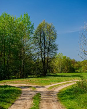 Güneşli bir günde yaprak döken bir ormanda kirli bir yol. Bahar mevsimi, Mayıs. Kapak.