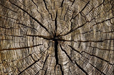 Eski gri bir ağaç kütüğünün kırık yüzeyi. Koruyun. Web afişi. Sonbahar mevsimi, Ekim.