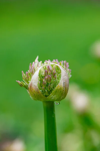 Kwitnące Kwiaty Allium Kropla Wody Zielonym Tle Zbliżenie Pokrycie — Zdjęcie stockowe