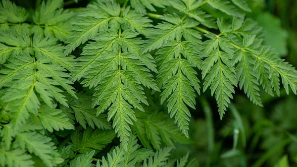 Green foliage of a plant on the background of the earth, close-up. Web banner.