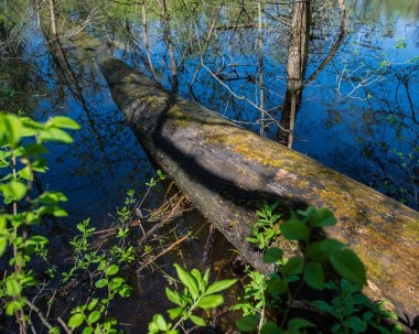 Fırtınanın çarptığı ağaç gövdesi güneşli bir günde yaprak döken bir ormanda nehre düşüyor. Baharın başında, April. Doğal arkaplan.