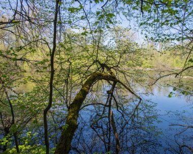 Nehirdeki suyun arka planına karşı yaprak döken yeşil yapraklı dallar. Baharın başlarında, Nisan
