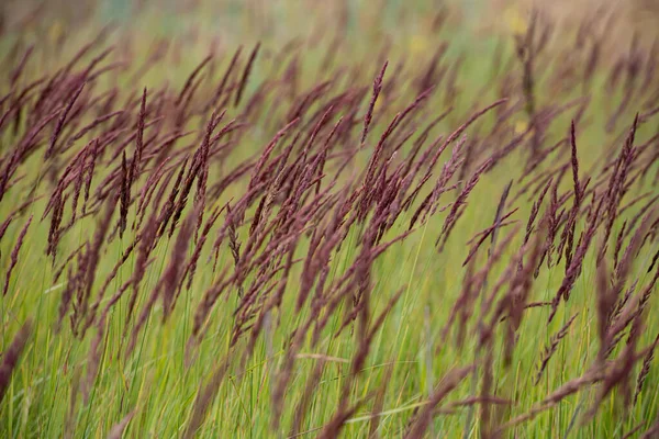 Burgunderfarbene Grasstacheln Vor Dem Hintergrund Grüner Graswiesen Vorfrühling April Natürlicher — Stockfoto