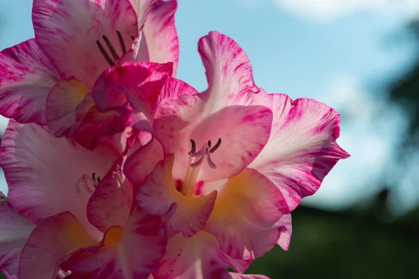 Blooming Pink Gladiolus Flowers Garden Summer Season July — Stock Photo, Image