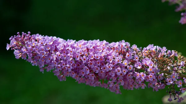 Liliowy Buddleja Davidii Kwiaty Rozmytym Zielonym Tle Ogrodzie Sezon Letni — Zdjęcie stockowe