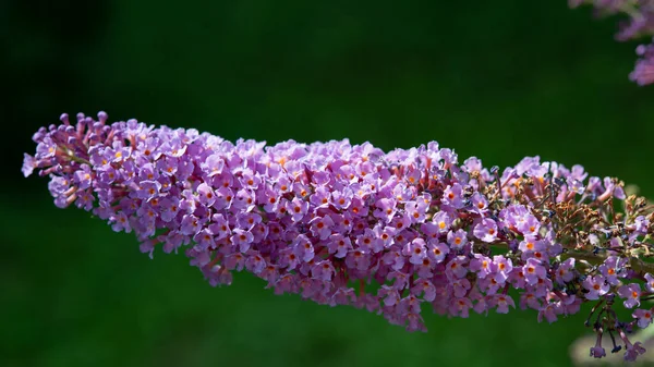 在花园里 丁香花在朦胧的绿色背景上绽放 Web横幅 — 图库照片