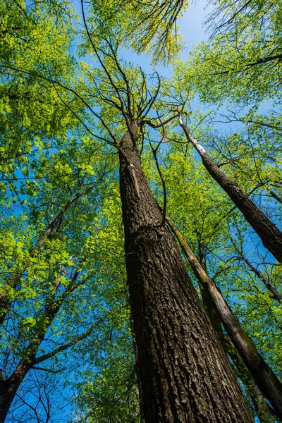 Einem Sonnigen Tag Sind Wald Hohe Bäume Mit Jungem Grünen lizenzfreie Stockbilder