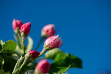 Güneşli bir sabahın erken saatlerinde mavi gökyüzüne karşı çiçek açan elma ağaçları, yakın plan. Bahar sezonu. Web pankartı.