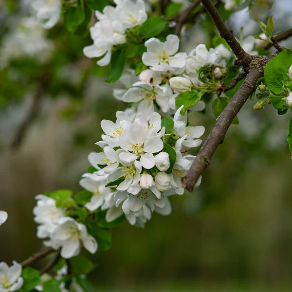 Branches Pommiers Fleurs Tôt Matin Ensoleillé Sur Fond Flou Prairies — Photo