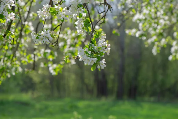 Větve Kvetoucích Jabloní Časném Slunečném Ránu Rozmazaném Pozadí Luk Venkově — Stock fotografie