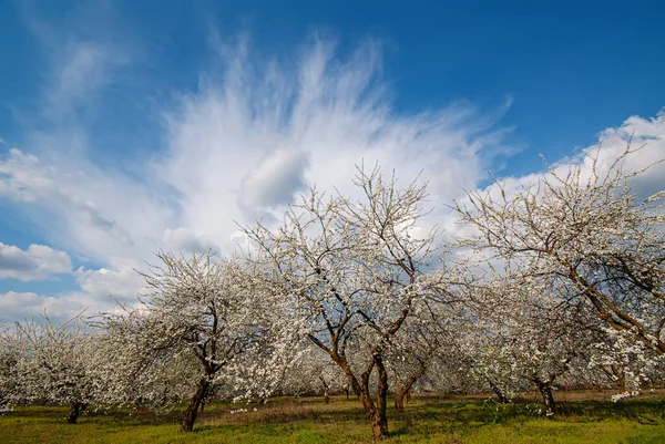 Kvetoucí Švestky Zahradě Pozadí Modré Oblohy Mraků Venkovská Krajina Jarní — Stock fotografie