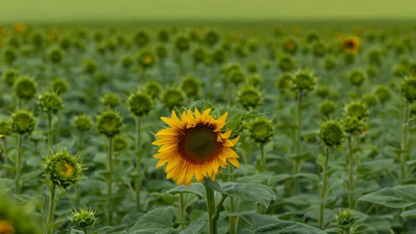 Girasol Flor Sobre Fondo Campo Verde Girasoles Paisaje Rural Temporada —  Fotos de Stock