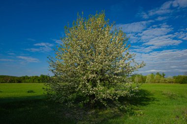 Blooming apple tree in the meadow on a sunny day. Spring season.