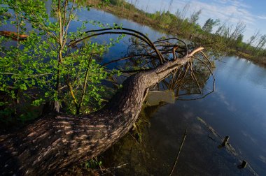 huge fallen pine tree lies in the river. The problem is the destruction of the river bank as a result of changes in water levels. Spring season.