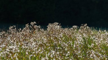 silhouettes of white flowering plants in sunlight on a dark background. Summer season, August. Ukraine. Europe