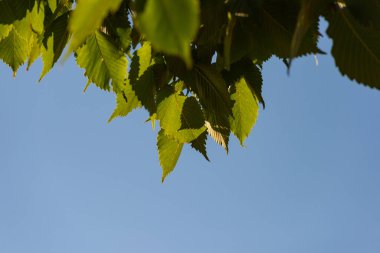 Green foliage of trees in sunlight backlight against the blue sky. Summer season, August. For design. Natural background. Web banner.