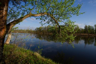 branch of a tree with green foliage hangs above the water surface in the river on a sunny morning. Spring season. Ukraine. Europe.
