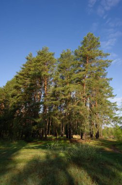 trees in a pine forest and shadows in a meadow on a sunny morning. Spring season.